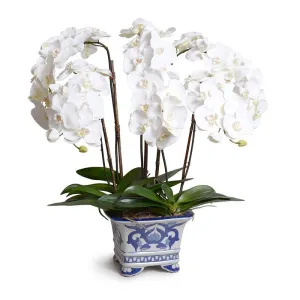 Phalaenopsis Orchid x5 in Blue & White Vase 32"H