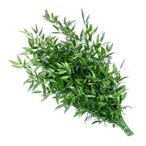 Ruscus Italian